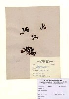 藏品(Binghamia sp.)的圖片